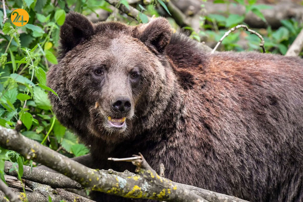 شگفت‌انگیزهای حیات وحش