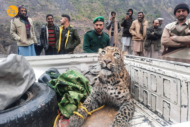 شگفت‌انگیزهای حیات وحش