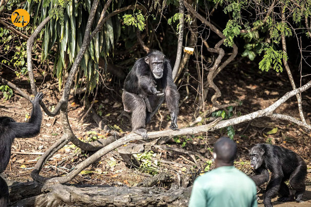 شگفت‌انگیزهای حیات وحش