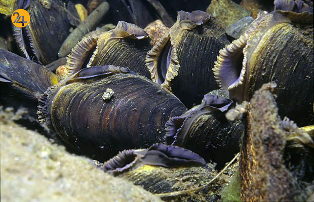 شگفت‌انگیزهای حیات وحش