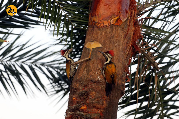 شگفت‌انگیزهای حیات وحش