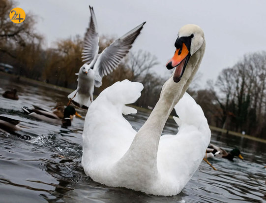 شگفت‌انگیزهای حیات وحش