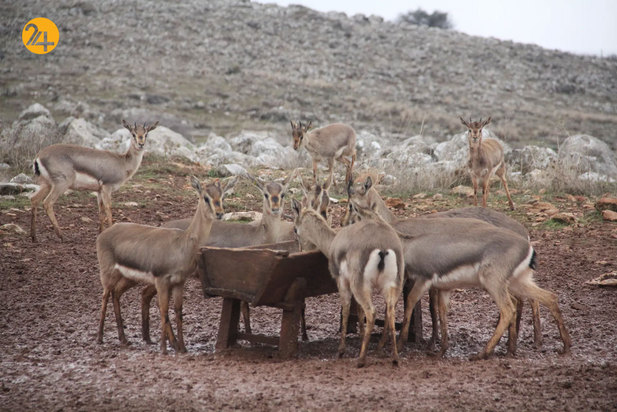 شگفت‌انگیزهای حیات وحش