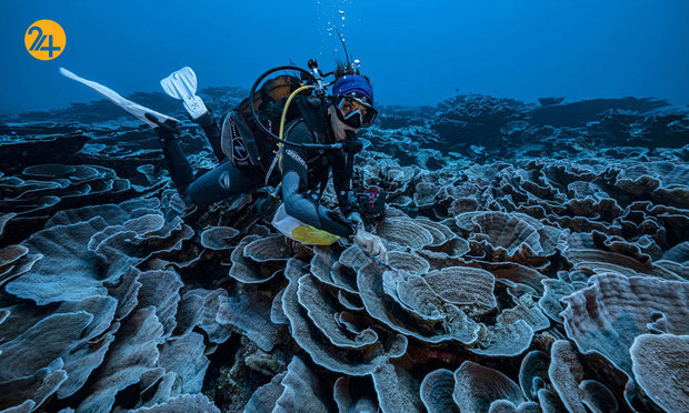 شگفت‌انگیزهای حیات وحش