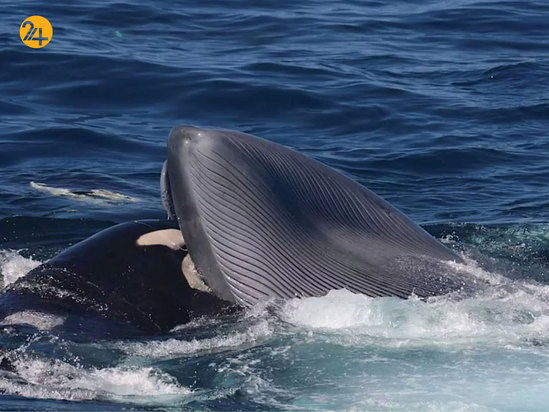 شگفت‌انگیزهای حیات وحش