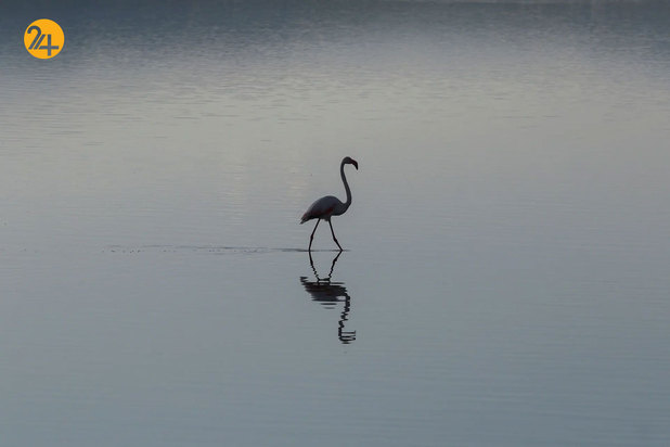 شگفت‌انگیزهای حیات وحش