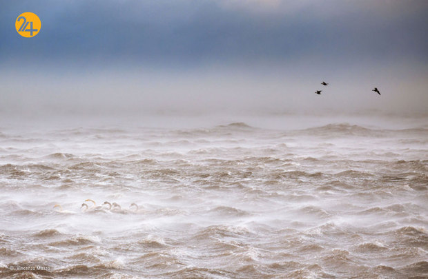 شگفتی‌های حیات وحش