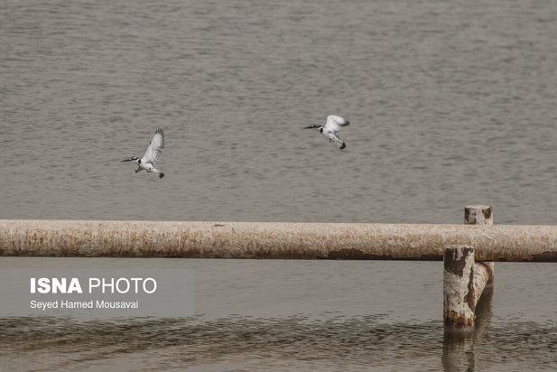 وضعیت این‌روزهای هورالعظیم