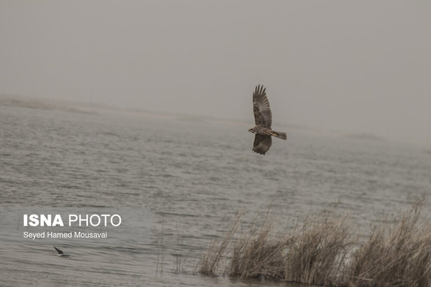 وضعیت این‌روزهای هورالعظیم