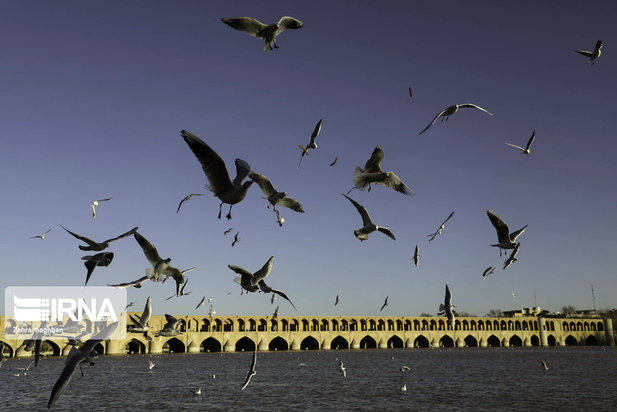 میزبانی زاینده رود از پرندگان مهاجر