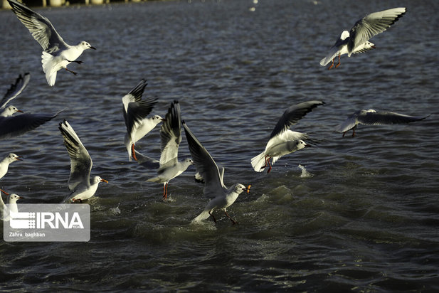 میزبانی زاینده رود از پرندگان مهاجر