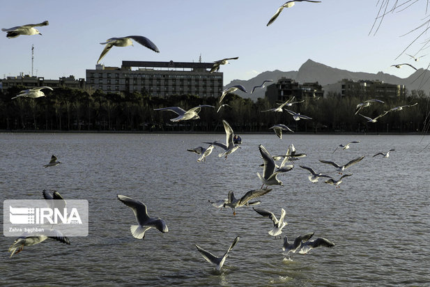 میزبانی زاینده رود از پرندگان مهاجر