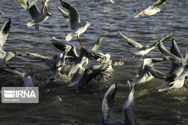 میزبانی زاینده رود از پرندگان مهاجر