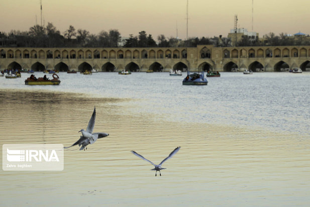 میزبانی زاینده رود از پرندگان مهاجر