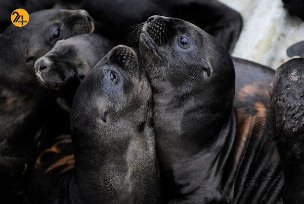 حیات وحش در هفته ای که گذشت