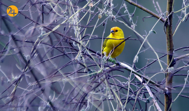 حیات وحش در هفته ای که گذشت