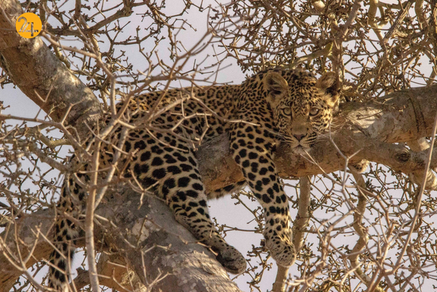 حیات وحش در هفته ای که گذشت