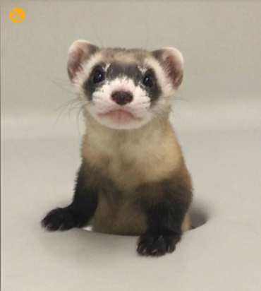 حیات وحش در هفته ای که گذشت