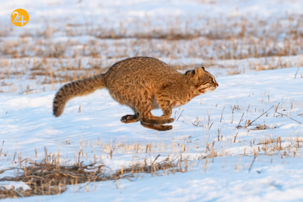 حیات وحش در هفته ای که گذشت