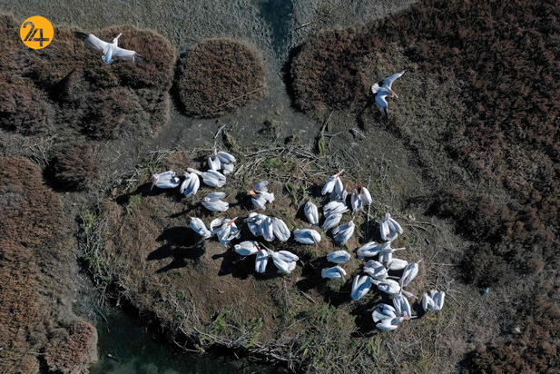 حیات وحش در هفته ای که گذشت