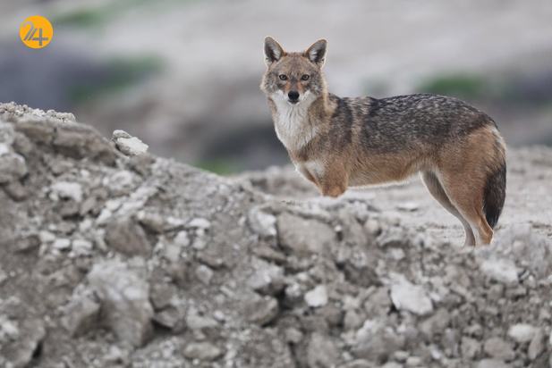 حیات وحش در هفته ای که گذشت