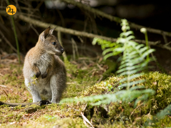 حیات وحش در هفته ای که گذشت