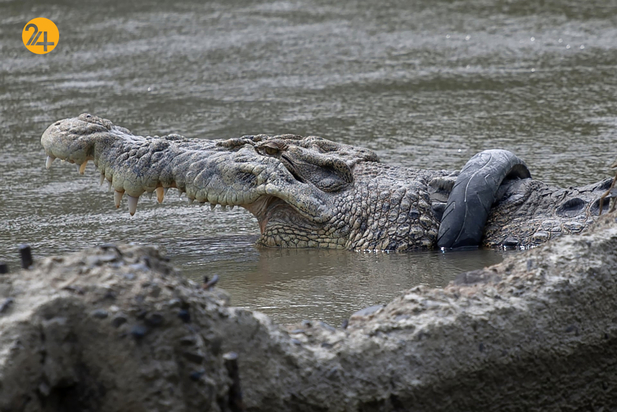 حیات وحش در هفته ای که گذشت
