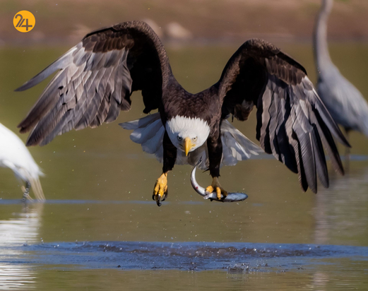حیات وحش در هفته ای که گذشت