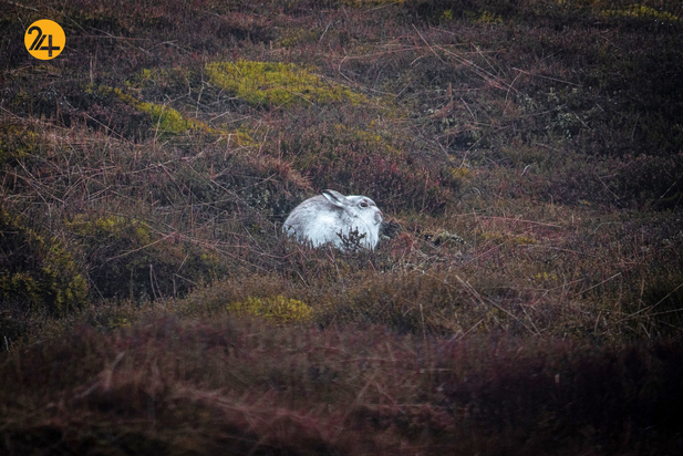 حیات وحش در هفته ای که گذشت