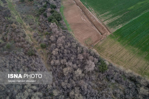 پارک ملی کرخه؛ زیستگاه گوزن زرد