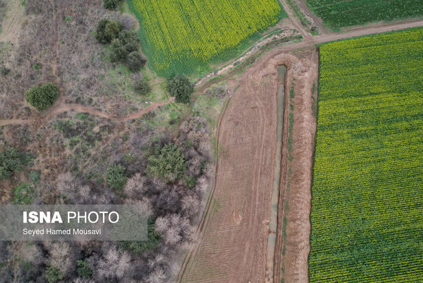 پارک ملی کرخه؛ زیستگاه گوزن زرد