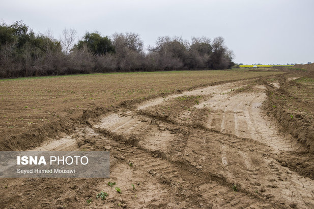 پارک ملی کرخه؛ زیستگاه گوزن زرد