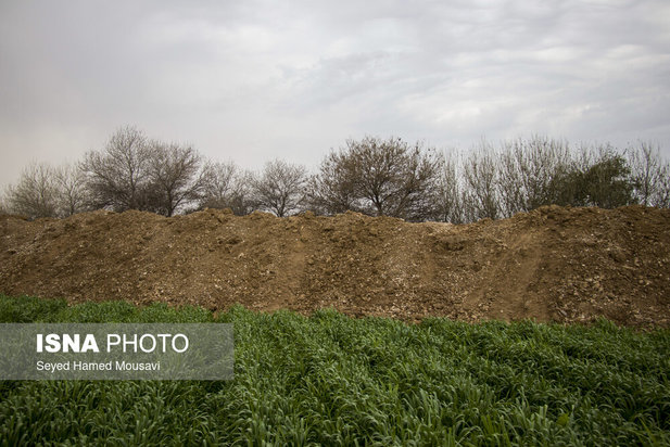 پارک ملی کرخه؛ زیستگاه گوزن زرد