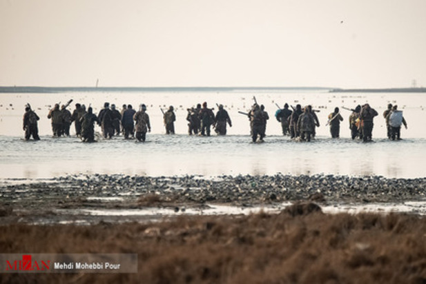قتل عام پرندگان مهاجر در آشوراده