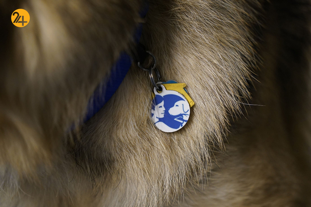 سگ های راهنما در زندگی نابینایان