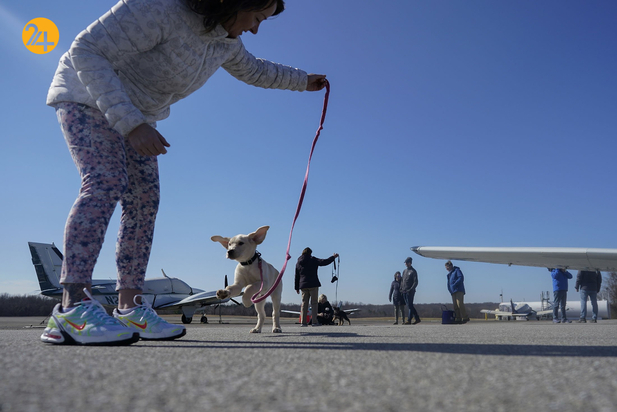 سگ های راهنما در زندگی نابینایان