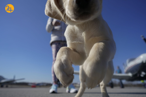 سگ های راهنما در زندگی نابینایان