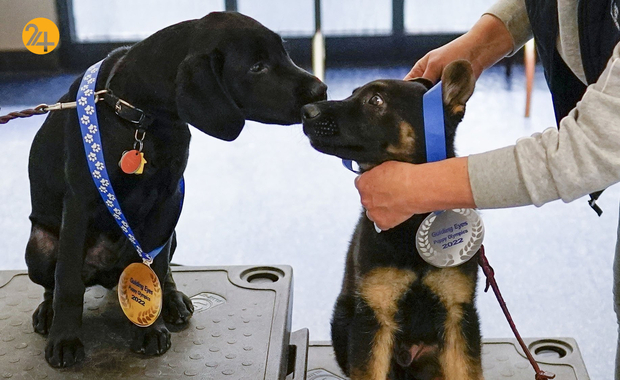 سگ های راهنما در زندگی نابینایان