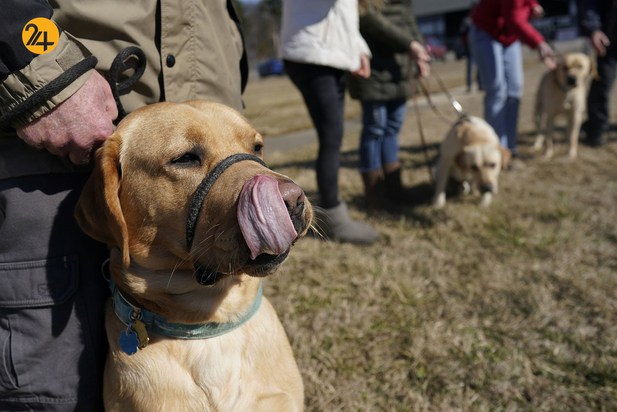 سگ های راهنما در زندگی نابینایان