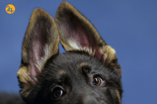 سگ های راهنما در زندگی نابینایان