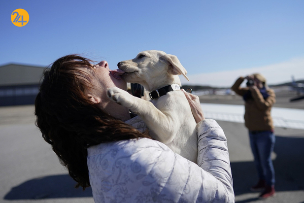 سگ های راهنما در زندگی نابینایان