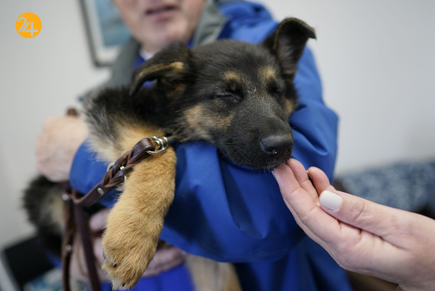 سگ های راهنما در زندگی نابینایان