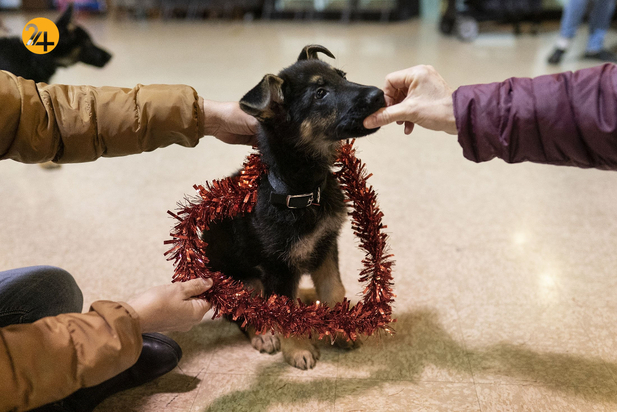 سگ های راهنما در زندگی نابینایان