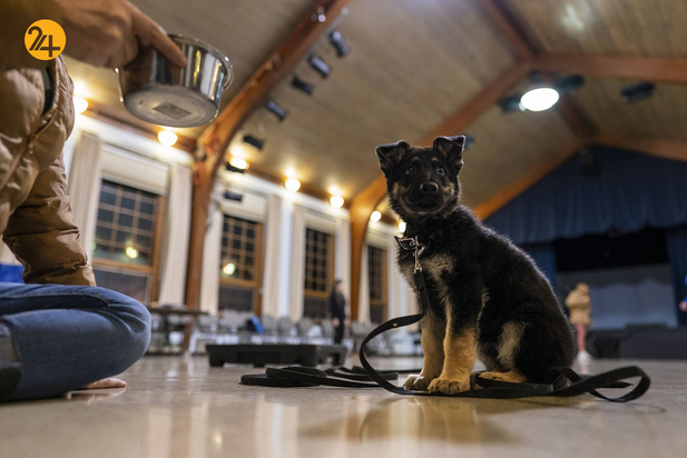سگ های راهنما در زندگی نابینایان
