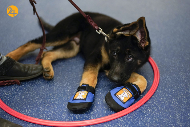 سگ های راهنما در زندگی نابینایان