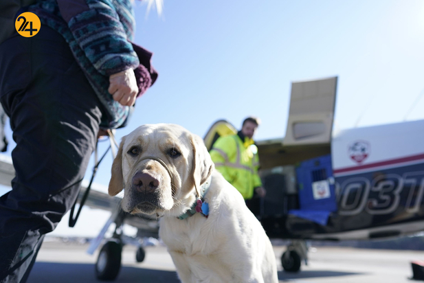 سگ های راهنما در زندگی نابینایان