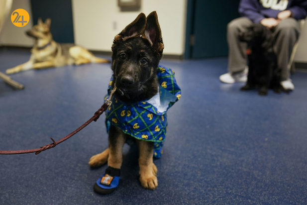 سگ های راهنما در زندگی نابینایان