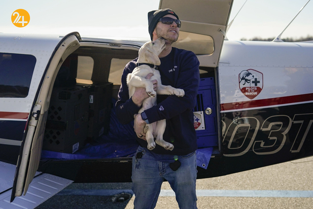 سگ های راهنما در زندگی نابینایان