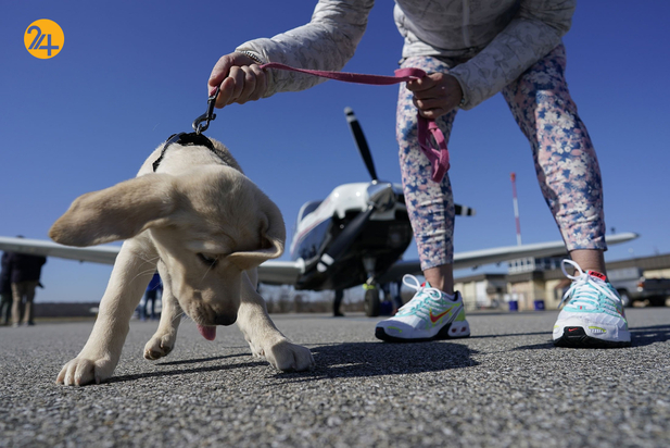 سگ های راهنما در زندگی نابینایان