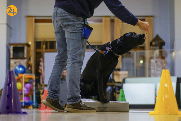 سگ های راهنما در زندگی نابینایان